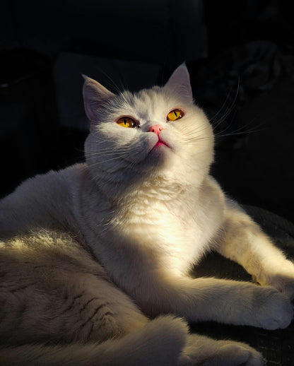 Gedenkvideo mit Wunschmelodie