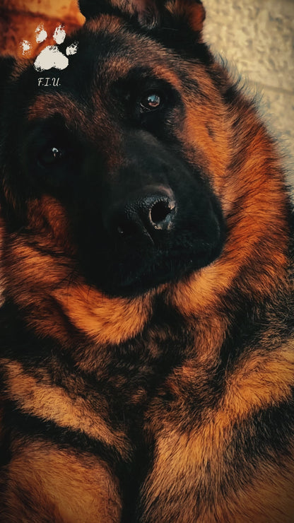 Gedenkvideo mit individuellem Song